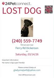 Lost Female Dog last seen Whites ferry road , Whites Ferry Rd,  20176