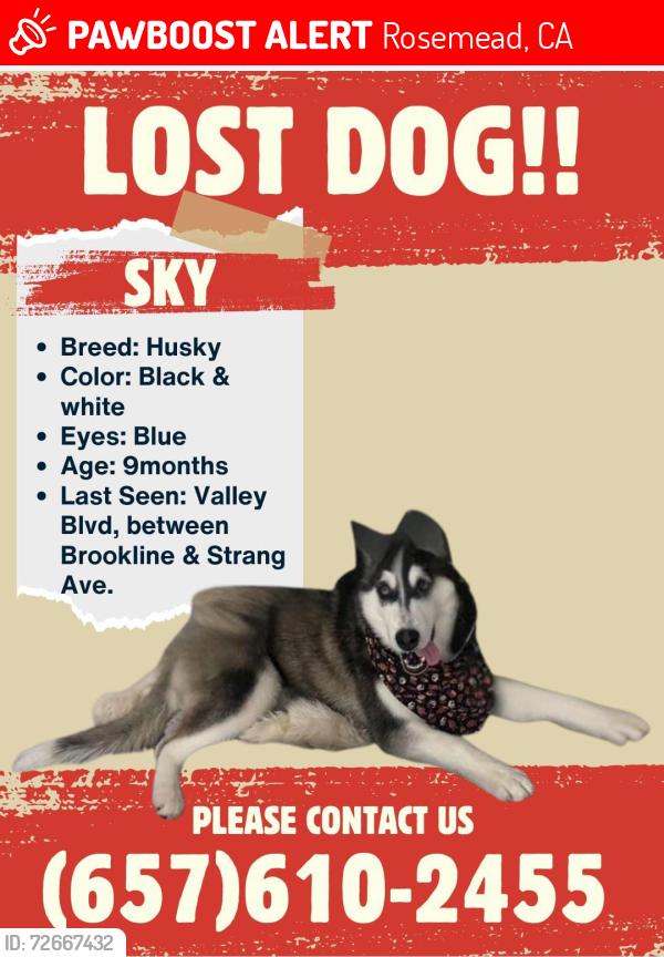 Lost Female Dog last seen valley blvd and brookline av and temple city , Rosemead, CA 91770