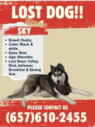 Lost Female Dog last seen valley blvd and brookline av and temple city , Rosemead, CA 91770
