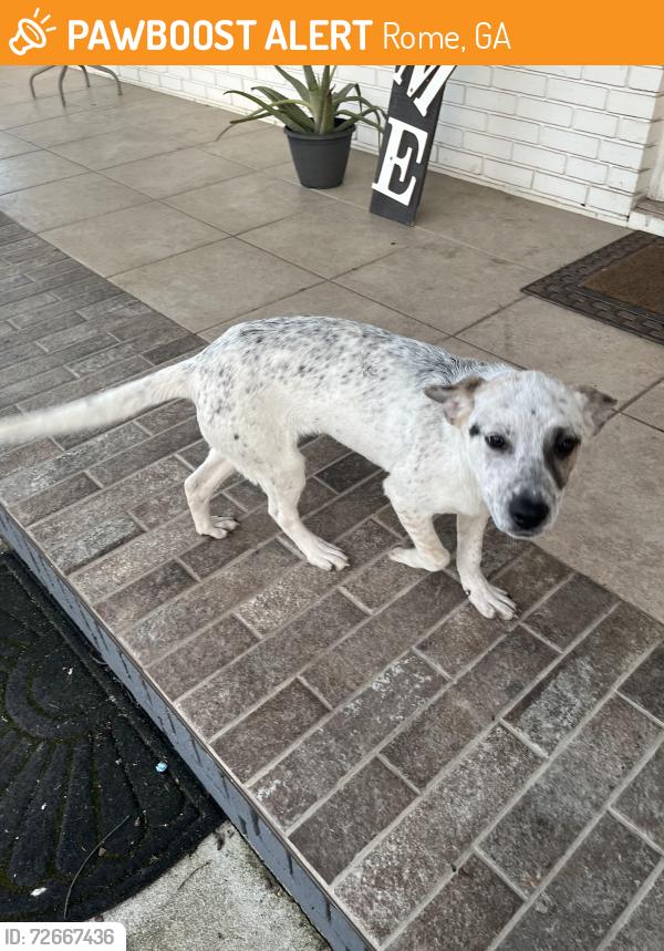 Found/Stray Unknown Dog last seen Near Calhoun Rd Ne, Rome, Ga , Rome, GA 30161