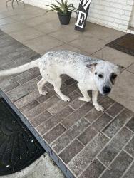 Found/Stray Unknown Dog last seen Near Calhoun Rd Ne, Rome, Ga , Rome, GA 30161