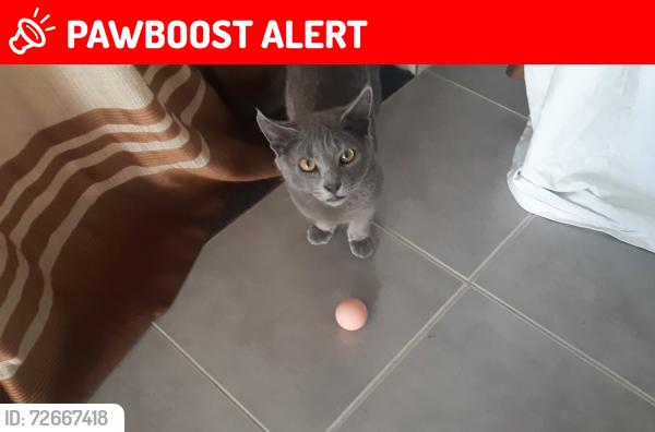 Lost Male Cat last seen Near willowbrook view meadow springs , Meadow Springs, WA 6210