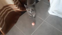 Lost Male Cat last seen Near willowbrook view meadow springs , Meadow Springs, WA 6210