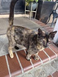 Found/Stray Female Cat last seen willow st w, Long Beach, CA 90810