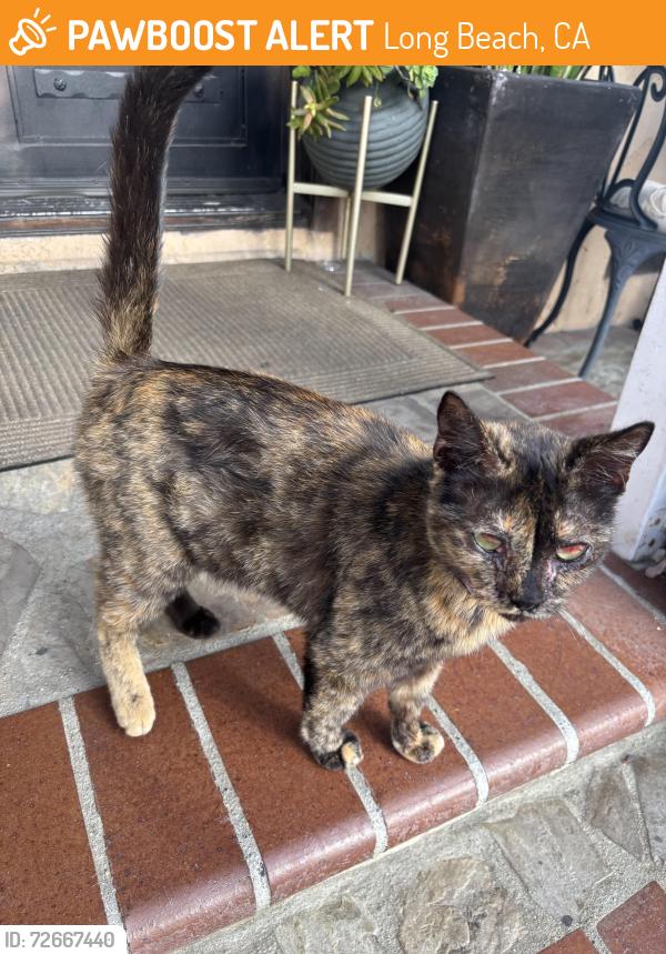 Found/Stray Female Cat last seen willow st w, Long Beach, CA 90810