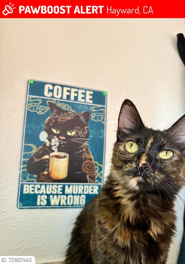 Lost Female Cat last seen La Ca Bakery, Hayward, CA 94544