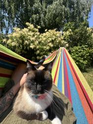 Lost Female Cat last seen 49th and 3rd Streets, Seattle, WA 98107