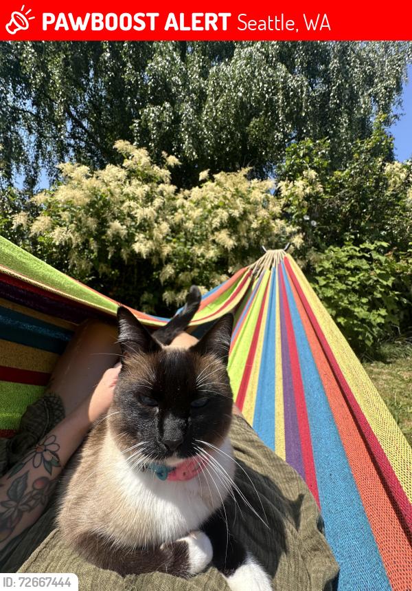 Lost Female Cat last seen 49th and 3rd Streets, Seattle, WA 98107