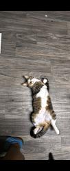 Lost Female Cat last seen Tyson Lakes Dr, Jacksonville, FL 32221