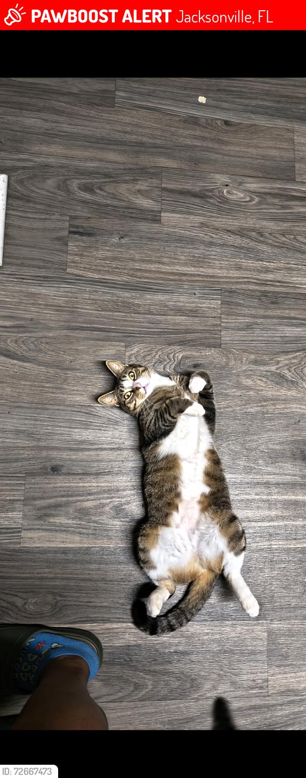 Lost Female Cat last seen Tyson Lakes Dr, Jacksonville, FL 32221