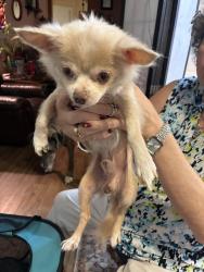 Found/Stray Male Dog last seen Candlebluff and Candleglen, San Antonio, TX 78244