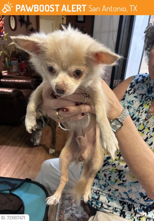 Found/Stray Male Dog last seen Candlebluff and Candleglen, San Antonio, TX 78244