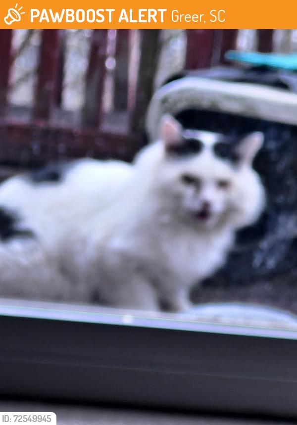 Found/Stray Male Cat last seen North Celestial and Vega across the street from Crestview Elementary, Greer, SC 29651