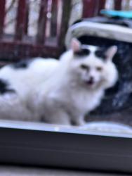 Found/Stray Male Cat last seen North Celestial and Vega across the street from Crestview Elementary, Greer, SC 29651