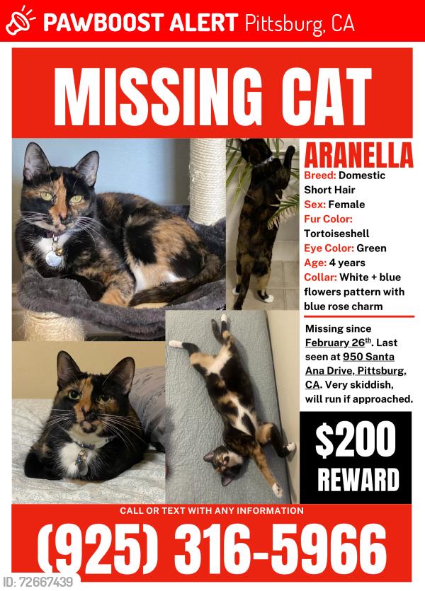 Lost Female Cat last seen Santa Ana Drive Pittsburg CA, Pittsburg, CA 94565