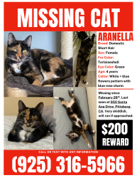Lost Female Cat last seen Santa Ana Drive Pittsburg CA, Pittsburg, CA 94565