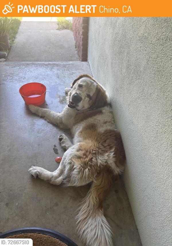 Found/Stray Male Dog last seen Central Ave, Mount Vernon Ave, Chino, CA 91710