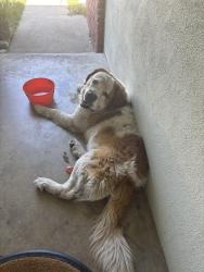 Found/Stray Male Dog last seen Central Ave, Mount Vernon Ave, Chino, CA 91710