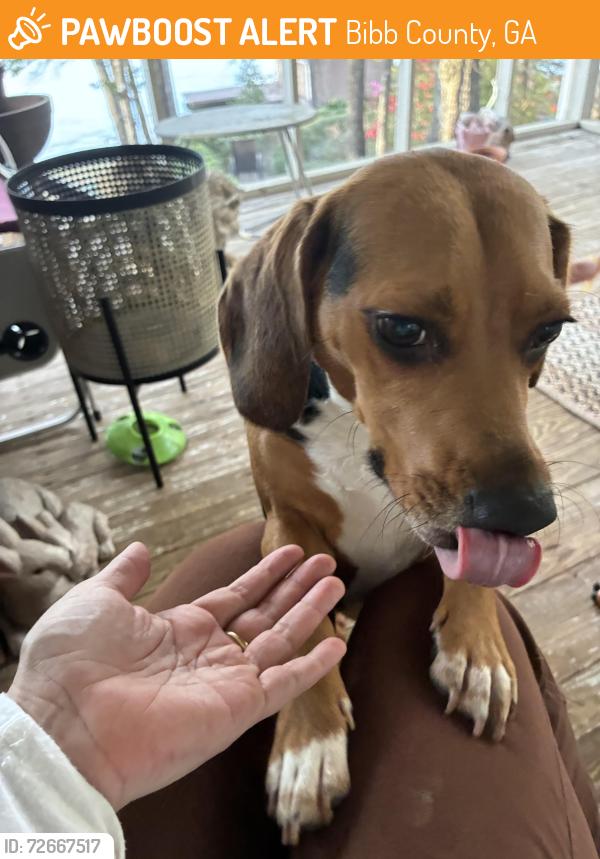 Found/Stray Male Dog last seen North lizella, Bibb County, GA 31052