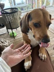 Found/Stray Male Dog last seen North lizella, Bibb County, GA 31052