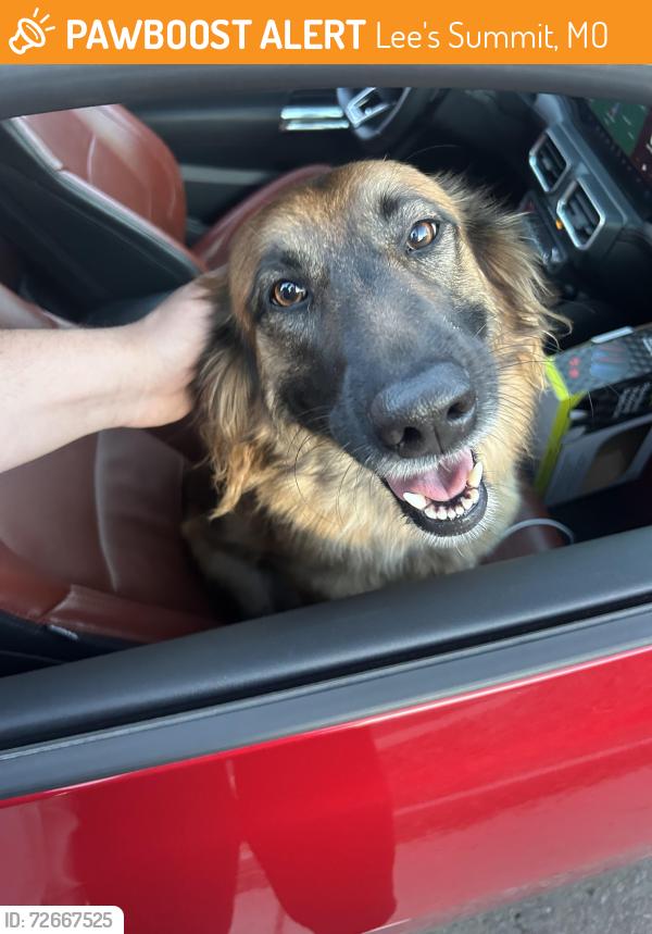 Found/Stray Female Dog last seen Banner Park , Lee's Summit, MO 64086