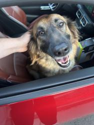 Found/Stray Female Dog last seen Banner Park , Lee's Summit, MO 64086