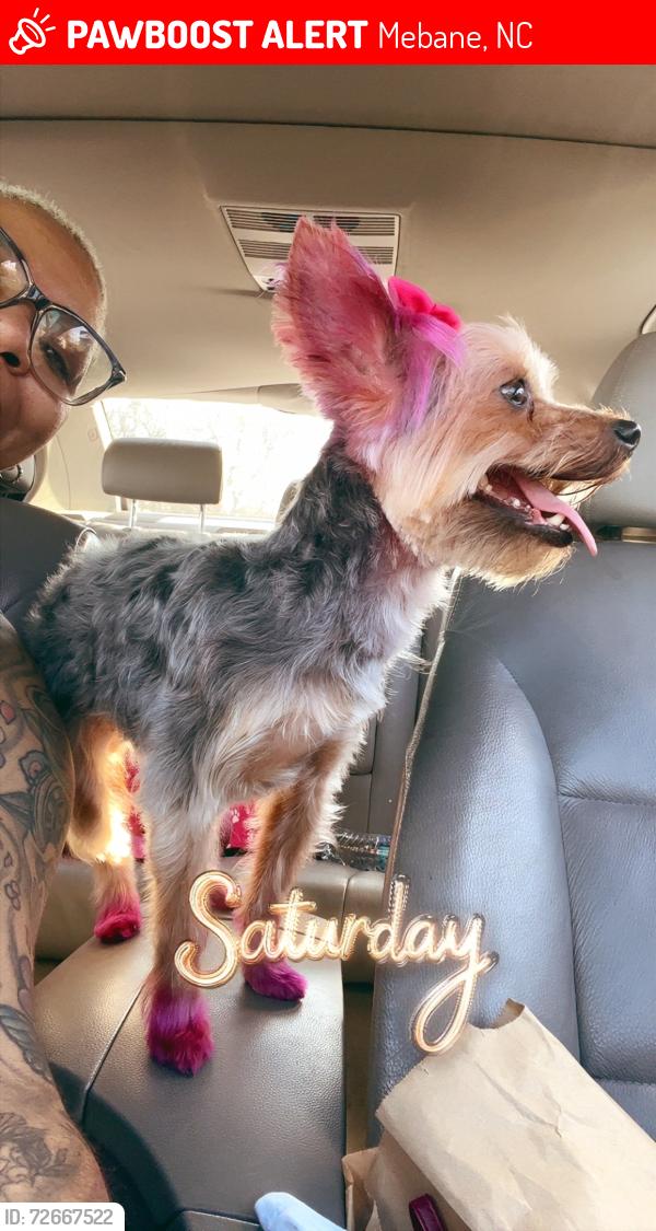 Lost Female Dog last seen Baseball, Mebane, NC 27302