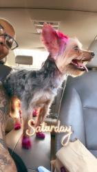 Lost Female Dog last seen Baseball, Mebane, NC 27302