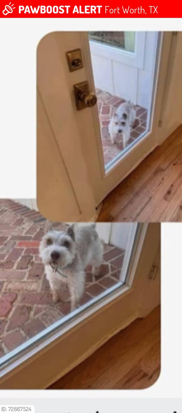 Lost Female Dog last seen westwood avenue, Fort Worth, TX 76107