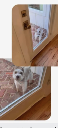 Lost Female Dog last seen westwood avenue, Fort Worth, TX 76107