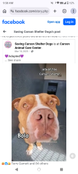 Lost Male Dog last seen Los angeles, Los Angeles, CA 90012