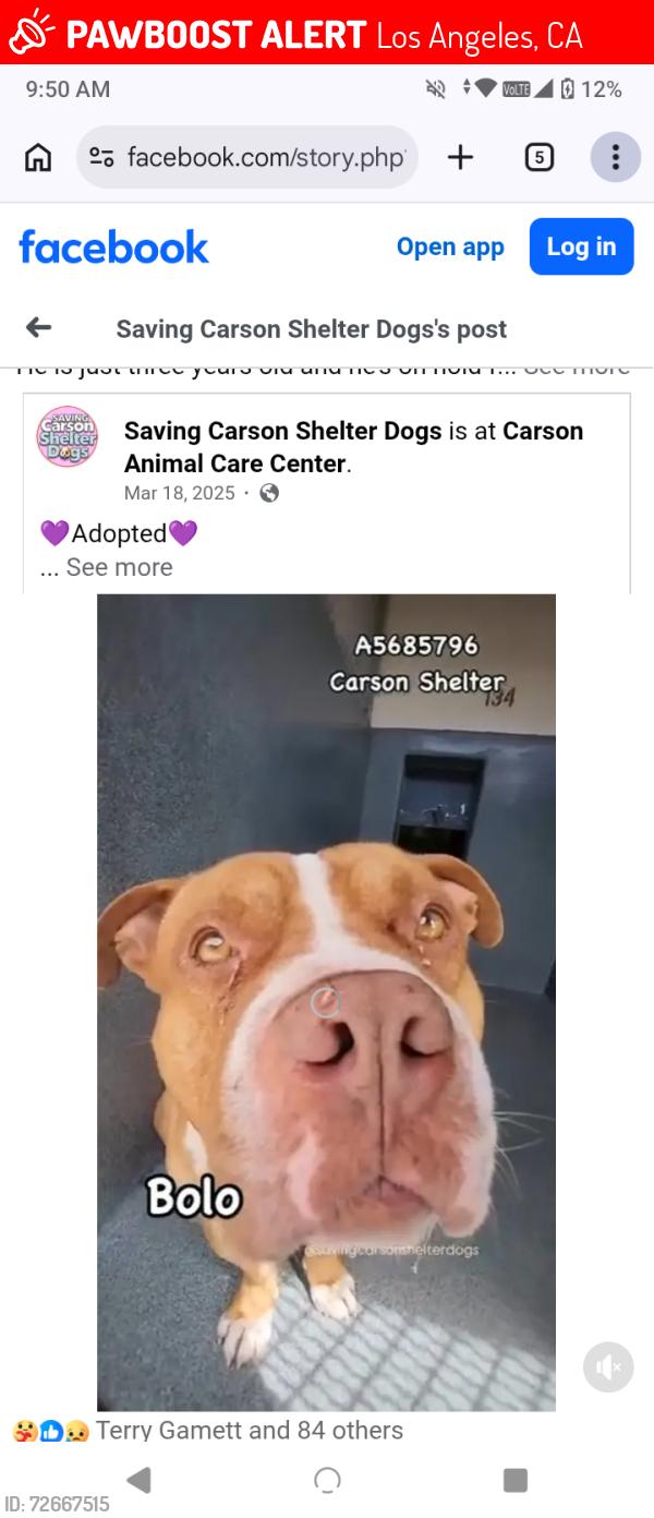 Lost Male Dog last seen Los angeles, Los Angeles, CA 90012