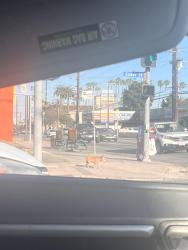 Found/Stray Unknown Dog last seen By Gower and Santa Monica Blvd , Los Angeles, CA 90038