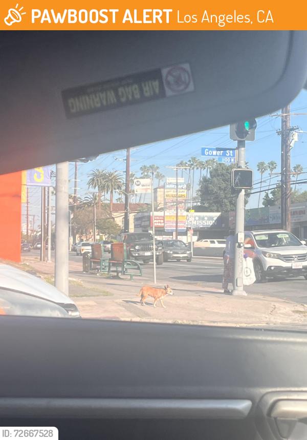 Found/Stray Unknown Dog last seen By Gower and Santa Monica Blvd , Los Angeles, CA 90038