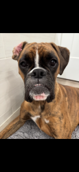 Lost Female Dog last seen Highway 274 in North Brook area, Gastonia, NC 28054