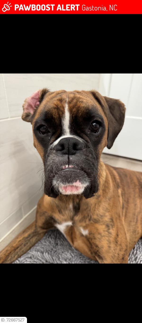 Lost Female Dog last seen Highway 274 in North Brook area, Gastonia, NC 28054