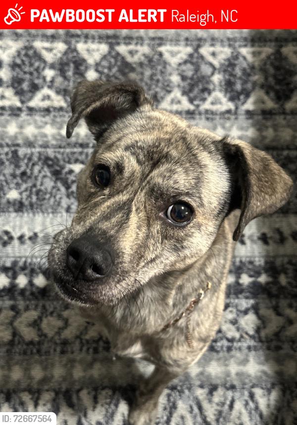 Lost Male Dog last seen Brandywood, Raleigh, NC 27610