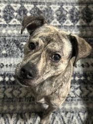 Lost Male Dog last seen Brandywood, Raleigh, NC 27610