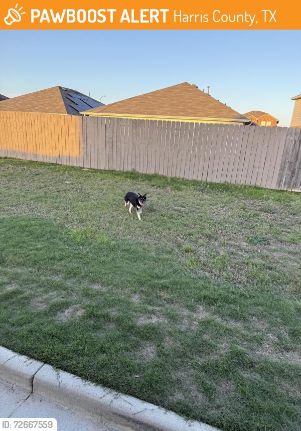 Found/Stray Unknown Dog last seen Keith Harrow and Westgreen, Harris County, TX 77449
