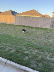 Found/Stray Unknown Dog last seen Keith Harrow and Westgreen, Harris County, TX 77449