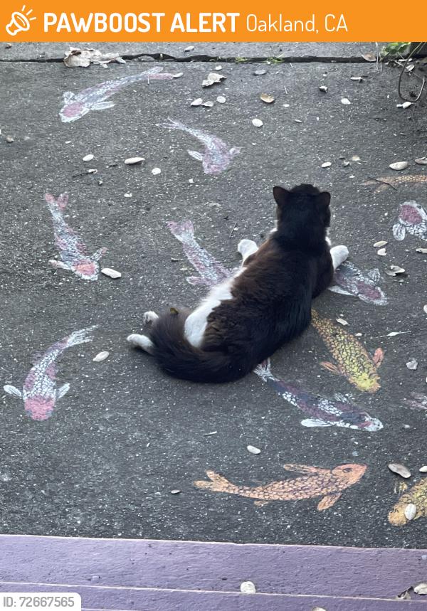 Found/Stray Male Cat last seen Park and haddon, Oakland, CA 94606
