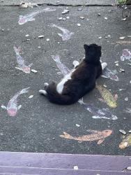 Found/Stray Male Cat last seen Park and haddon, Oakland, CA 94606