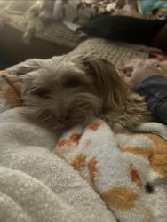 Lost Male Dog last seen Dillon rd and Sherrill ave, Jamestown, NC 27282