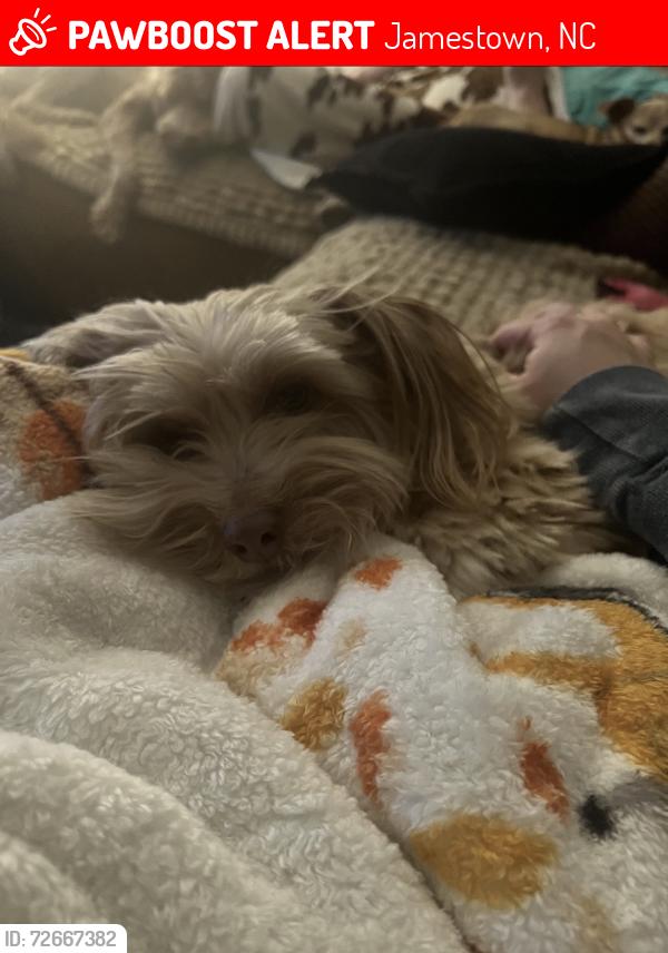 Lost Male Dog last seen Dillon rd and Sherrill ave, Jamestown, NC 27282