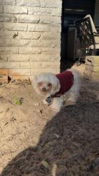 Lost Male Dog last seen Near woodland  ave, Malakoff, TX 75148