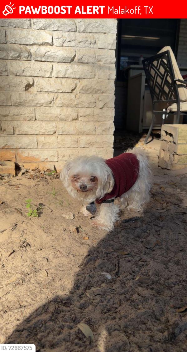 Lost Male Dog last seen Near woodland  ave, Malakoff, TX 75148