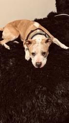Found/Stray Female Dog last seen Near van vranken ave Schenectady NY 12308, Schenectady, NY 12305