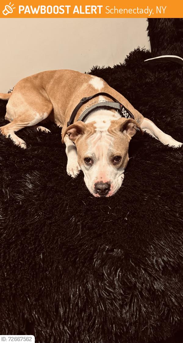 Found/Stray Female Dog last seen Near van vranken ave Schenectady NY 12308, Schenectady, NY 12305
