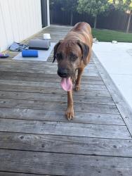 Found/Stray Male Dog last seen Maureen, Pleasant Hill, CA 94523