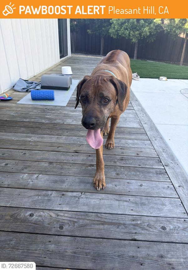 Found/Stray Male Dog last seen Maureen, Pleasant Hill, CA 94523